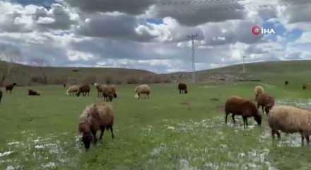 Ağrı&rsquo;da 120 bin tl maaşla &ccedil;oban aranıyo