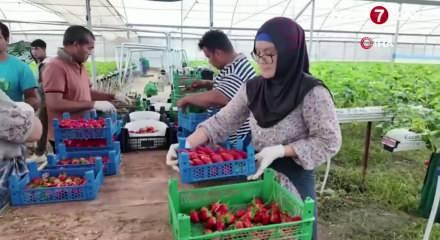 Almanya'da &ouml;ğrendi T&uuml;rkiye'de topraksız &uuml;retiyor