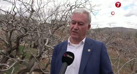 Antep fıstığında kuraklık endişesi ge&ccedil;ti