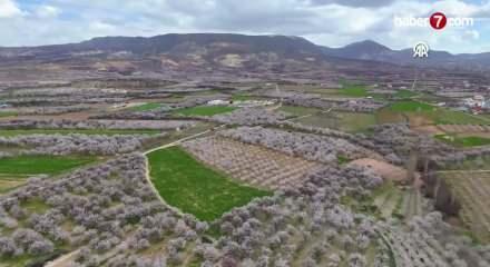 Darende'de kayısı ağa&ccedil;larının &ccedil;i&ccedil;ek a&ccedil;masıyla bah&ccedil;eler beyaza b&uuml;r&uuml;nd&uuml;