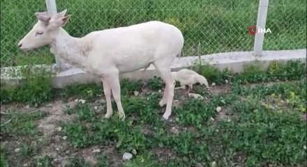 Elazığ&rsquo;da evinin bah&ccedil;esinde alageyiği g&ouml;ren ev sahibi şaşırdı