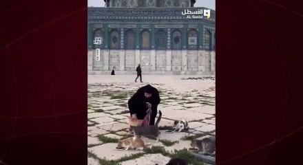 Filistinliler 41 g&uuml;nl&uuml;k yokluğun ardından Mescid-i Aksa&rsquo;nın kedilerini besledi