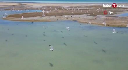 Gizemli misafir: Kırmızı listedeki dikkuyruk Van G&ouml;l&uuml;&rsquo;nde ortaya &ccedil;ıktı