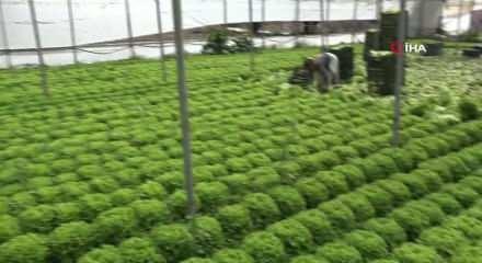 Kıvırcık bu sene y&uuml;zleri g&uuml;ld&uuml;rd&uuml;