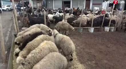 Kurbanlıklar ahırda 12 bin, pazarda 25 bin TL!