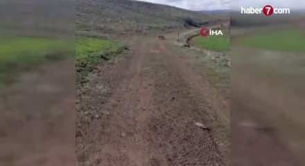 Malatya'da nefes kesen anlar: Vaşak ile k&ouml;peğin kavgasını vatandaşlar ayırdı