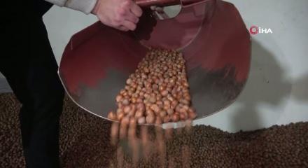 Yılın ilk &ccedil;eyreğinde 2 bin 784 ton fındık ihra&ccedil; edildi