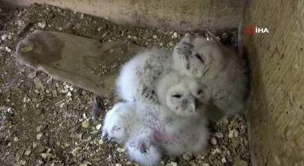 20 yıldır s&uuml;ren baykuşla &ccedil;ift&ccedil;inin dostluğu: Her bahar aynı ambara yuva yapıyorlar