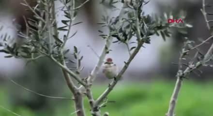 Hatay semalarında s&uuml;rpriz misafir: T&uuml;rkistan &ouml;r&uuml;mcekkuşu ilk kez g&ouml;r&uuml;nt&uuml;lendi