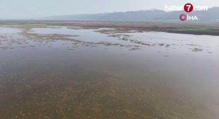 Akşehir G&ouml;l&uuml; 8 yıl aradan sonra su tutmaya başladı