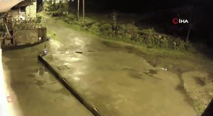 Artvin'de a&ccedil; kalan ayılar k&ouml;ylere indi