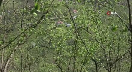 Fındıkta verim d&uuml;ş&uuml;kl&uuml;ğ&uuml; maliyeti artırıyor