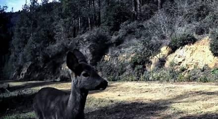 Fotokapan &ouml;yle bir g&ouml;r&uuml;nt&uuml; kaydetti ki! Renkli anlar tekrar tekrar oynatıldı 