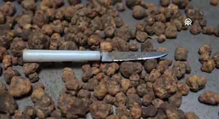 İtalya&rsquo;yı bırakıp Edirne&rsquo;de tr&uuml;f mantarı ihracat&ccedil;ısı oldu