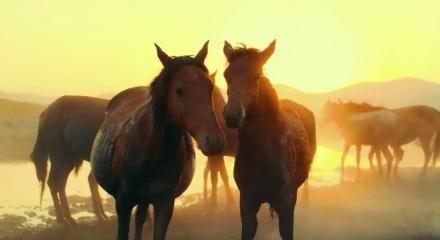 &Ccedil;ernobil faciasına rağmen 33 kromozonlu Przewalski atları hayatta kalmayı başardı