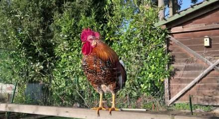 T&Uuml;İK a&ccedil;ıkladı: K&uuml;mes hayvancılığında &uuml;retim rekora koşuyor!