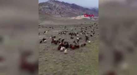 Yeni nesil &ccedil;oban: S&uuml;r&uuml;s&uuml;n&uuml; dronla 30 saniyede topladı