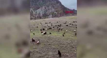 Yeni nesil &ccedil;oban: S&uuml;r&uuml;s&uuml;n&uuml; dronla 30 saniyede topladı