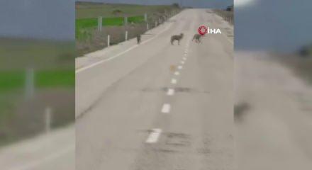 Erzincan'da dikkat &ccedil;eken manzara: Kurtlar yolda cirit attı 