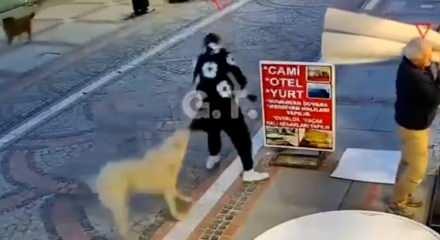 Başıboş k&ouml;pek dehşeti: Elinden ve kal&ccedil;asından ısırıldı