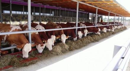 Diyanet işleri Başkanı vekalet yoluyla kurban kesim bedellerini a&ccedil;ıkladı