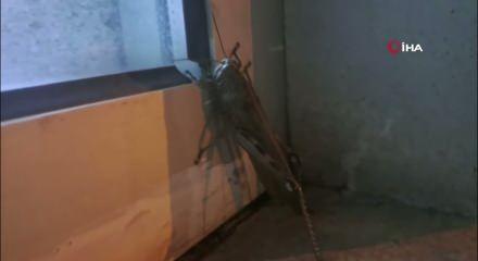 Diyarbakır'da dev et&ccedil;il &ccedil;ekirgenin boyutu şaşkınlık yarattı