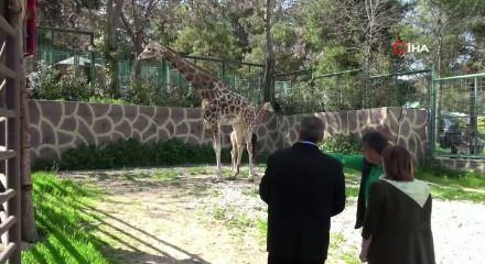 Gaziantep&rsquo;te tarihi doğum: T&uuml;rkiye&rsquo;nin ilk yavru z&uuml;rafası ziyaret&ccedil;ilerin karşısına &ccedil;ıktı