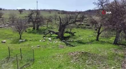 G&uuml;listan Doku'nun cansız bedenine ulaşmak i&ccedil;in JAK ve JASAT ekiplerinden geniş &ccedil;aplı arama