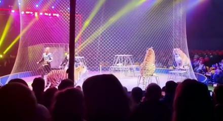 Rusya'da sirkte kaplan seyircilerin arasına daldı! Korku dolu anlar kamerada