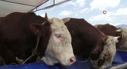 İzmir'de kurban pazarları kurulmaya başladı