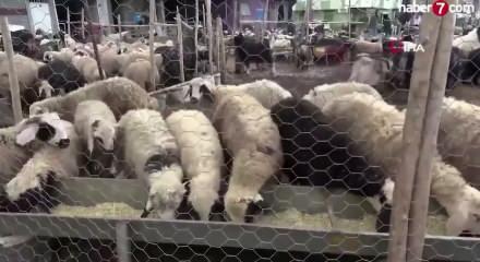 Kurban Bayramı &ouml;ncesi hayvan hareketlerine sıkı denetim ve yeni kurallar