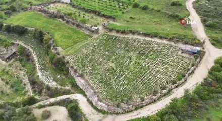 Sofraların vazge&ccedil;ilmezi zahterde bereketli hasat: Kilogramı 400 TL'ye dayandı!