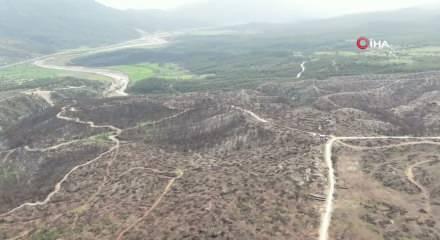 Yanan ormanlarda kuzug&ouml;beği bolluğu: kilosu 1000 TL&rsquo;ye kadar &ccedil;ıktı