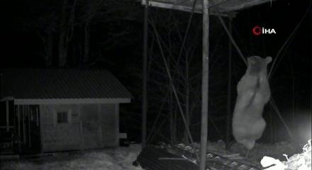 A&ccedil;lık başına vurdu! Ayının d&uuml;z demire tırmanmaya &ccedil;alıştığı anlar kamerada 