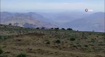 &Ccedil;eyrek altını solladı! Kilogram fiyatı 15 bin TL