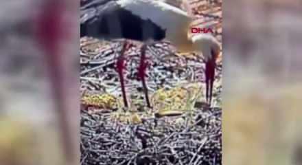 G&ouml;&ccedil;ten 15'nci kez gelen Yaren leylek baba oldu