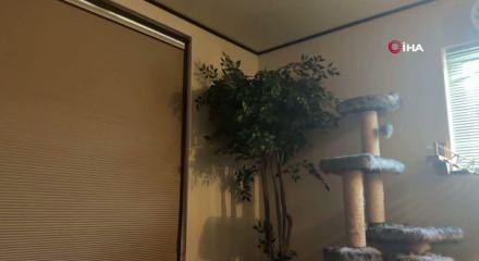 Japonya'da 6,2 b&uuml;y&uuml;kl&uuml;ğ&uuml;nde deprem meydana geldi