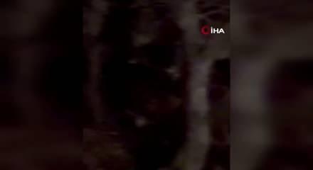  Koruma altında bulunan &lsquo;vaşak&rsquo; Tunceli&rsquo;de g&ouml;r&uuml;nt&uuml;lendi