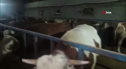 Kurban pazarında hareketlilik başladı