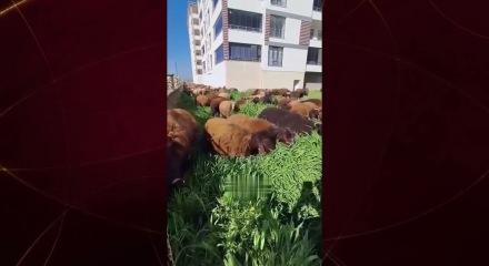 Ot bi&ccedil;meye koyunlu &ccedil;&ouml;z&uuml;m: Tırpan bekleniyordu koyun s&uuml;r&uuml;s&uuml; geldi!