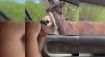 Sakarya'da cemaati &uuml;rk&uuml;ten eşek mahalleliye bela oldu