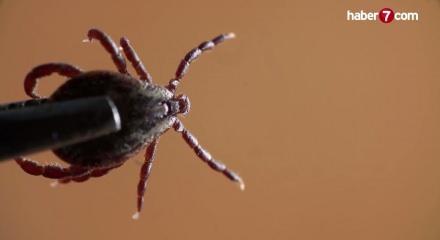 Tokat'ta 2 kişi KKKA hastalığı teşhisiyle tedavi g&ouml;r&uuml;yor