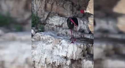 T&uuml;rkiye'de &ccedil;ok nadir g&ouml;r&uuml;len kara leylek kameraya yansıdı