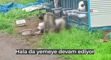 Başıboş k&ouml;pekler &uuml;reticinin yetiştirdiği buzağıyı telef etti