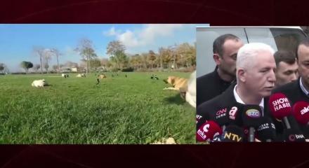 İstanbul Valisi G&uuml;l "Sahipsiz k&ouml;peklerin y&uuml;zde 46'sı toplandı" dedi
