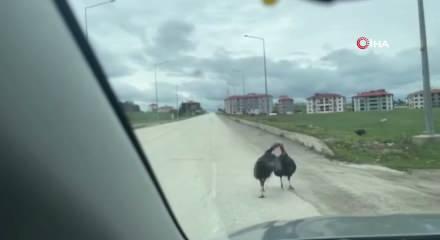 Karab&uuml;k'te yol ortasındaki hindi kavgası trafiği durdurdu