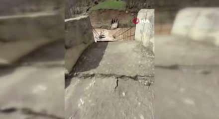 Munzur Nehri taştı, asma k&ouml;pr&uuml; &ccedil;&ouml;kt&uuml;