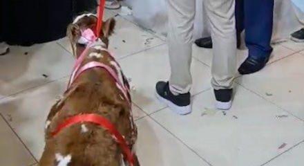 Osmaniye'de gelin ve damada verilen hediye d&uuml;ğ&uuml;ne damga vurdu 