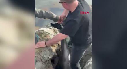 Samsun&rsquo;da kayalıklara sıkışan yunusu polis kurtardı