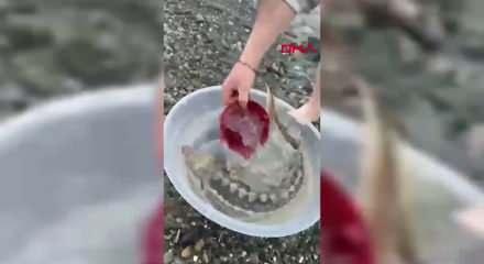Satın aldığı balığı, canlı ve nesli tehlikedeki t&uuml;r olduğunu g&ouml;r&uuml;nce denize ulaştırdı